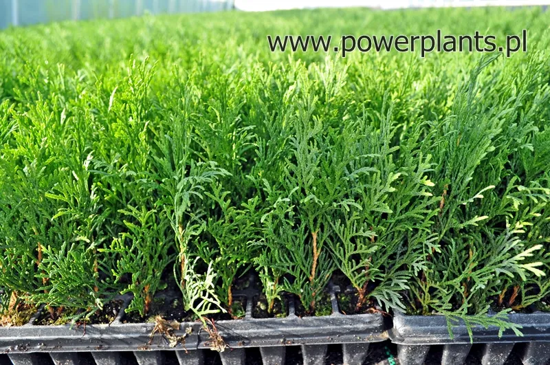 Описание слайда 2