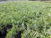 Фотография 4