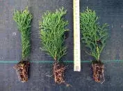 Фотография 5