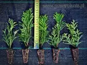 Фотография 14