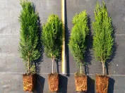 фотография 20