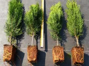 Фотография 21