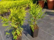 Фотография 23